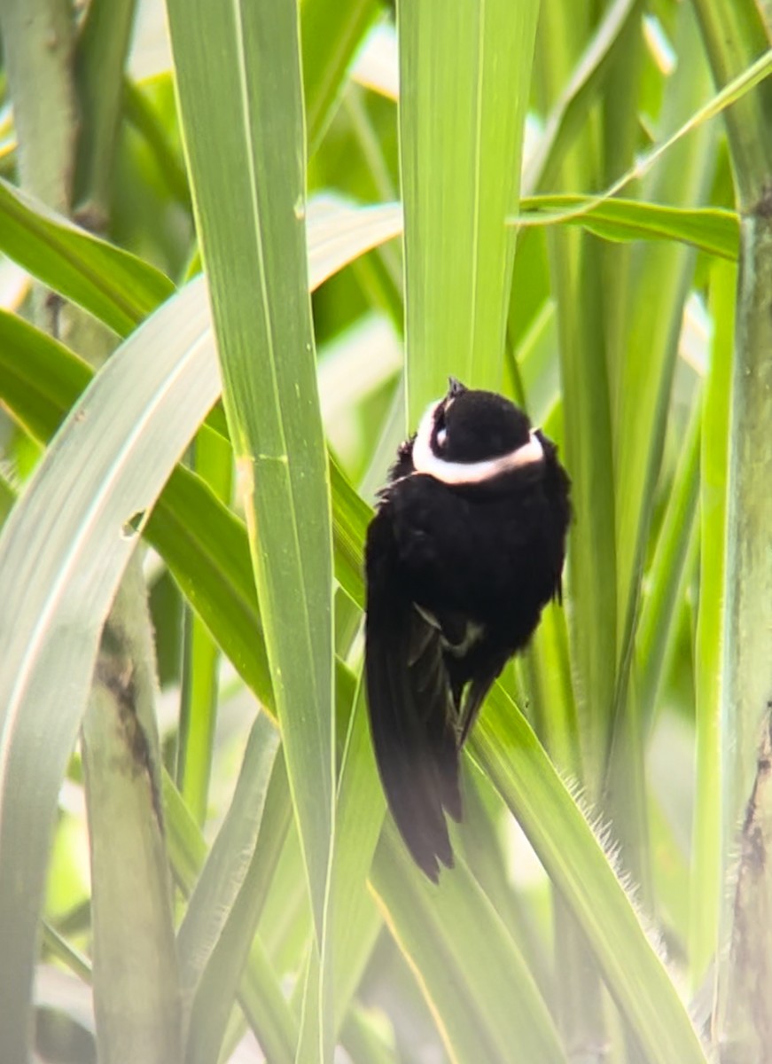 Lesser Swallow-tailed Swift - ML618987480