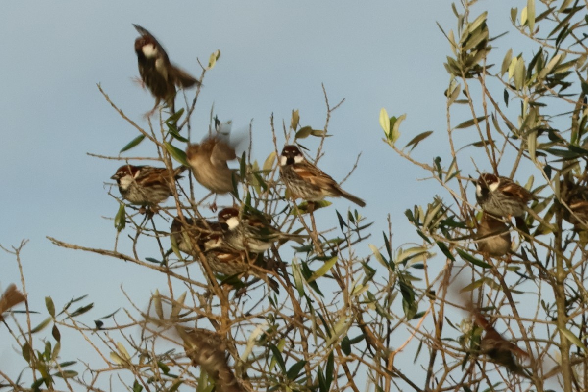 Spanish Sparrow - ML618987484