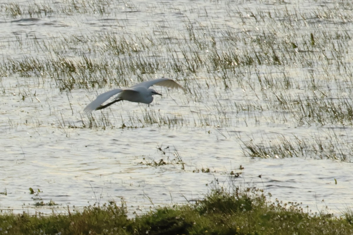 Little Egret - ML618987494