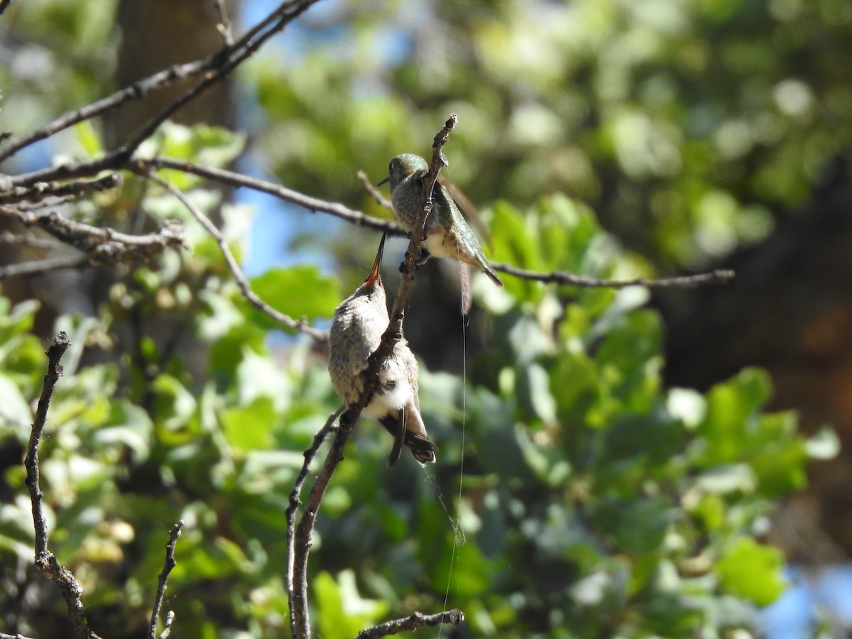 Anna's Hummingbird - Mary Forrestal