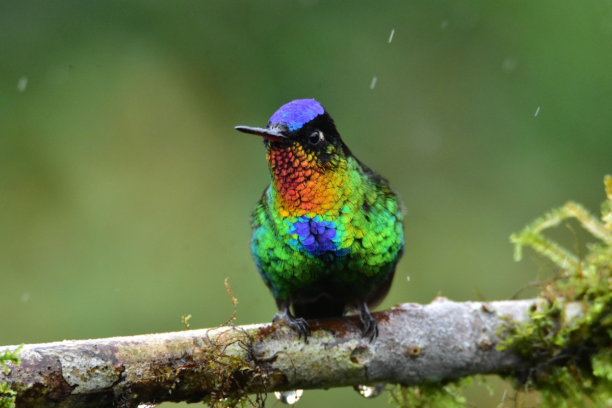 Fiery-throated Hummingbird - Dean Hester