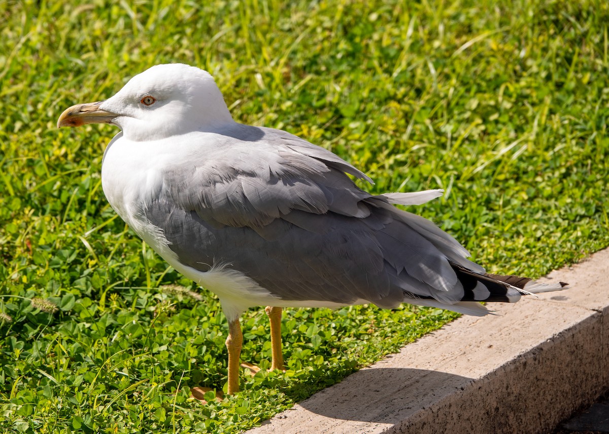 Yellow-legged Gull - ML618987514