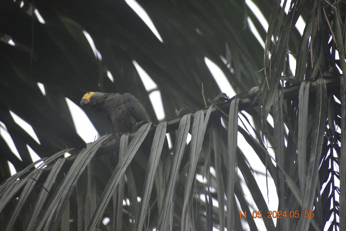 Red-bellied Macaw - Jannier Ponare