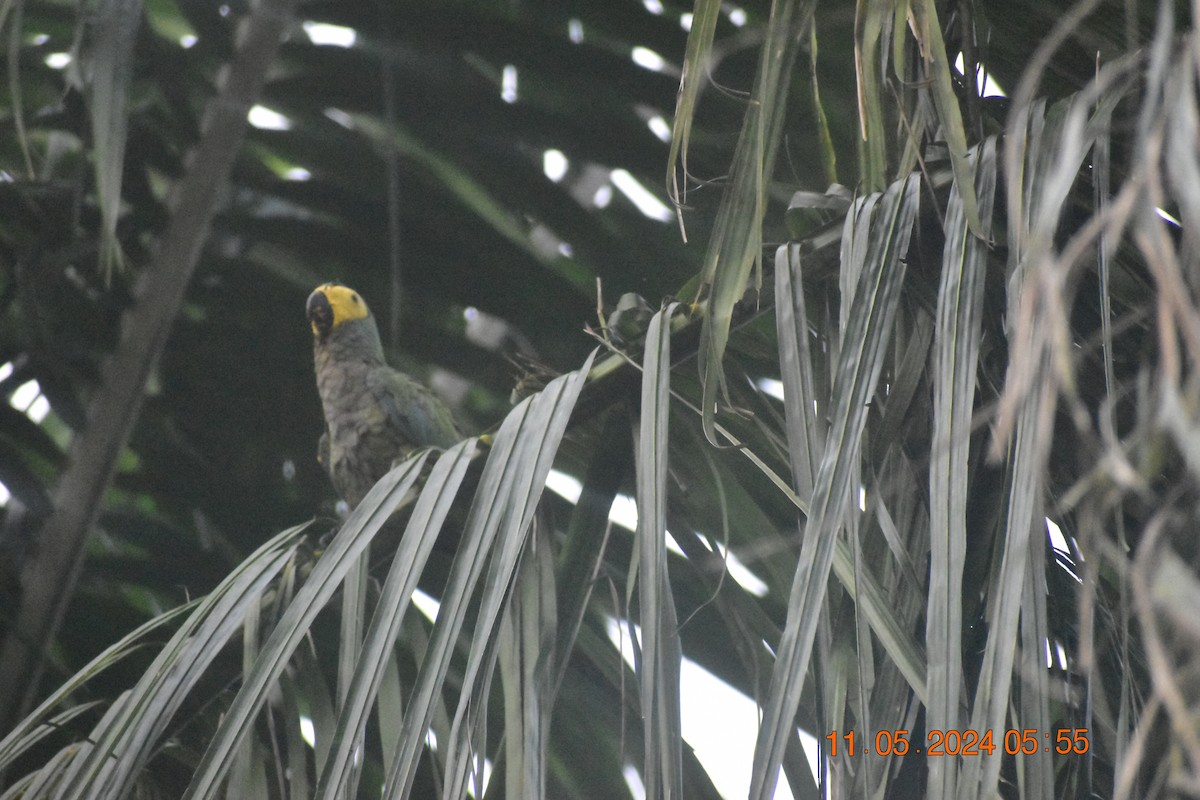 Red-bellied Macaw - Jannier Ponare