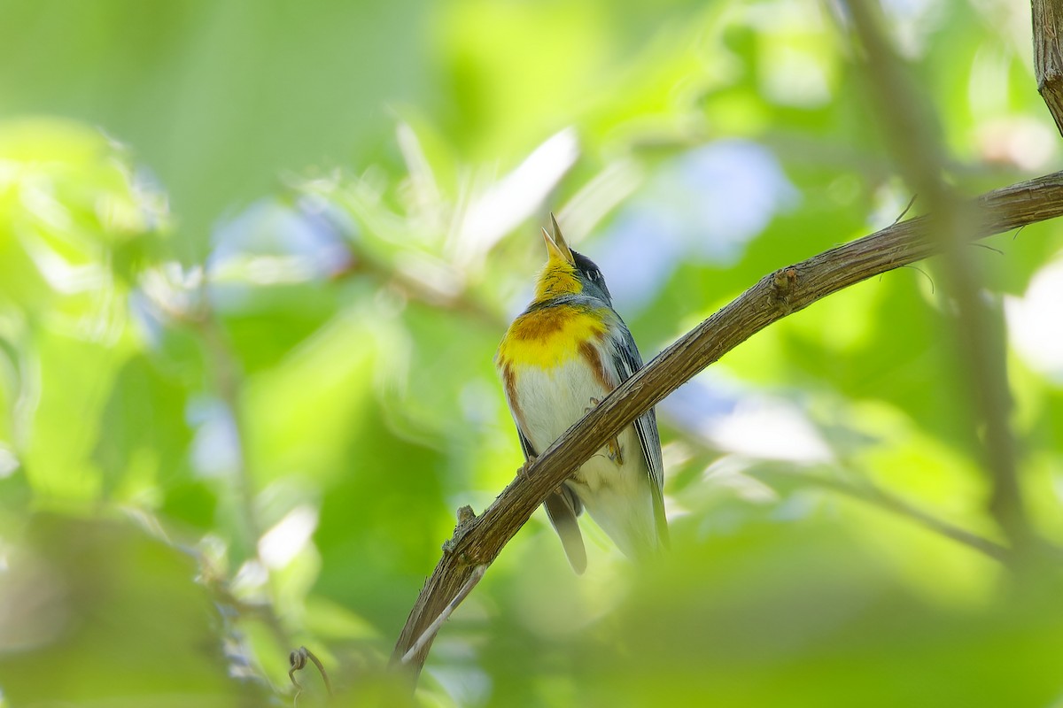 Northern Parula - ML618987526