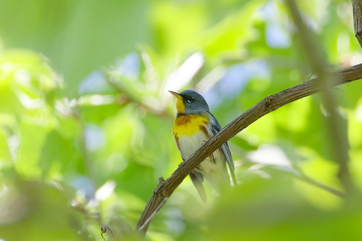 Northern Parula - ML618987527