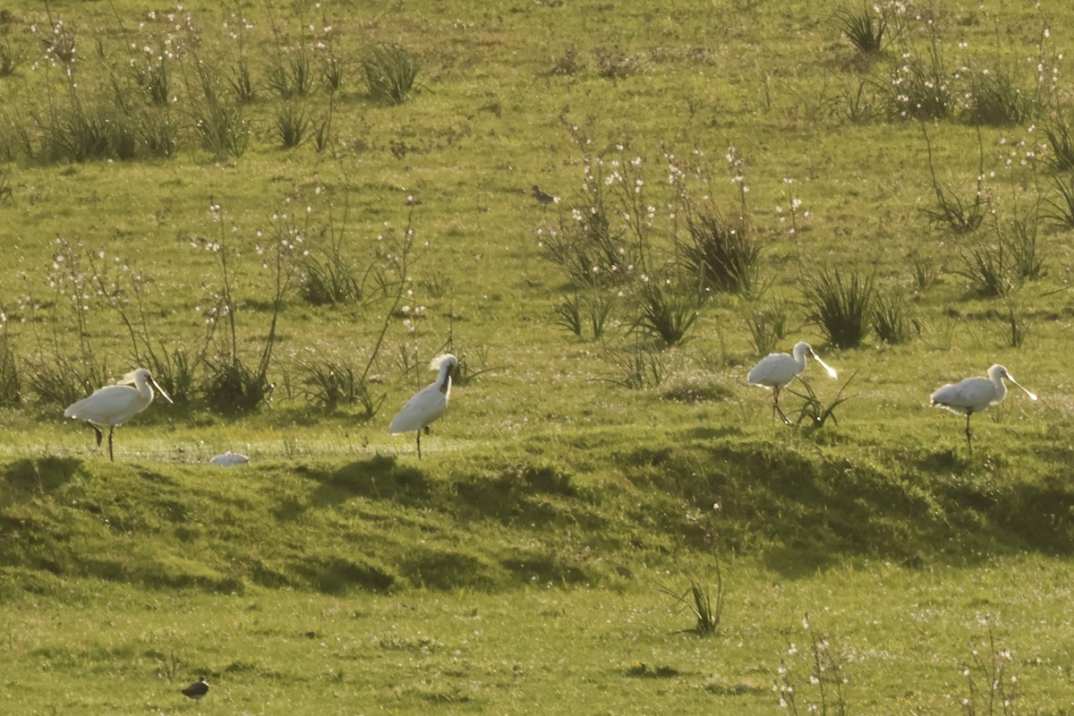 Eurasian Spoonbill - ML618987541