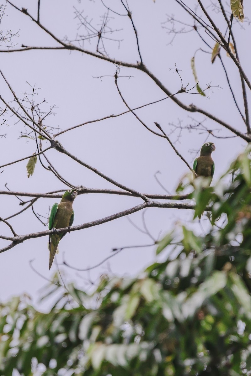 Olive-throated Parakeet - Adrián Alvarado