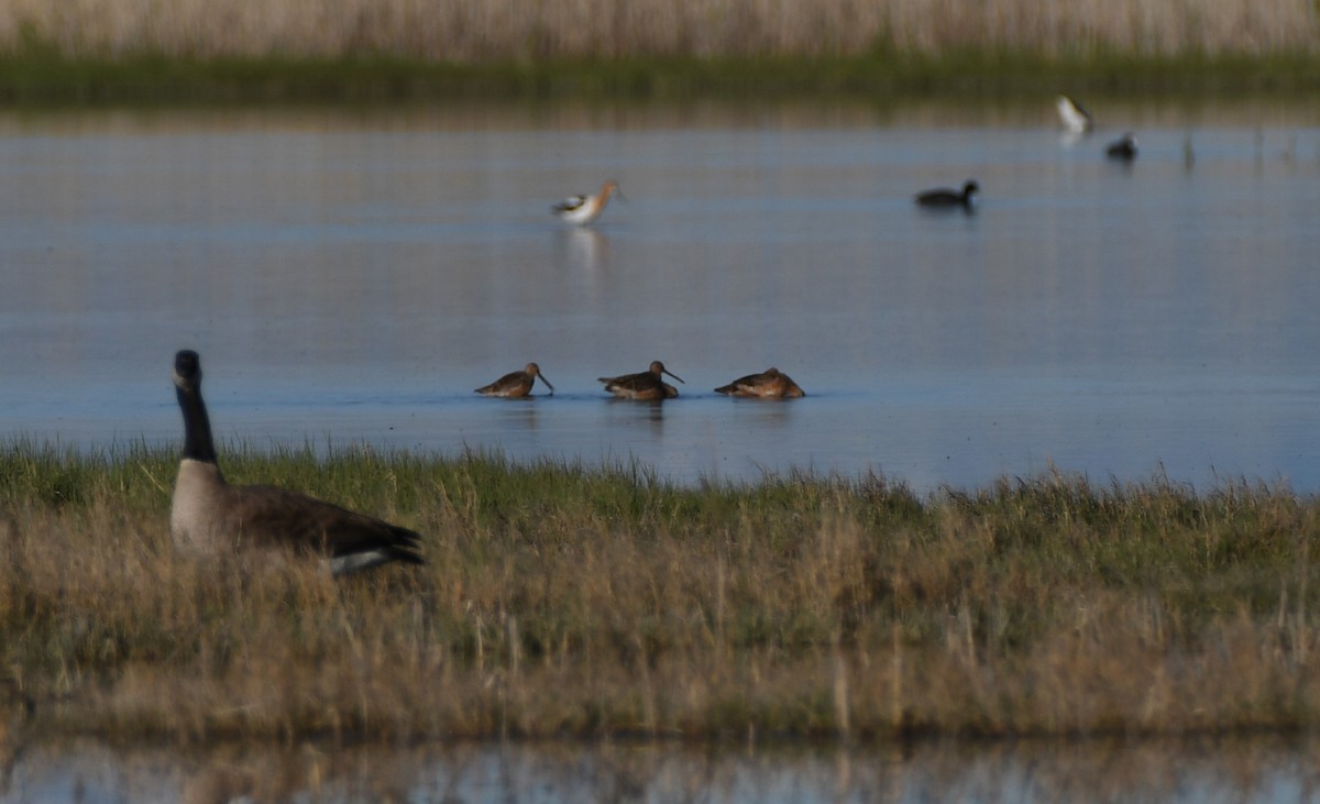 Long-billed Dowitcher - ML618987546