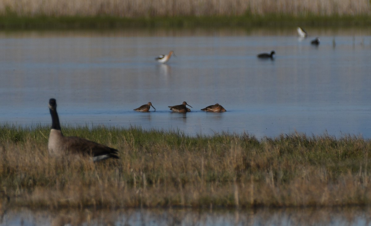 langnebbekkasinsnipe - ML618987546