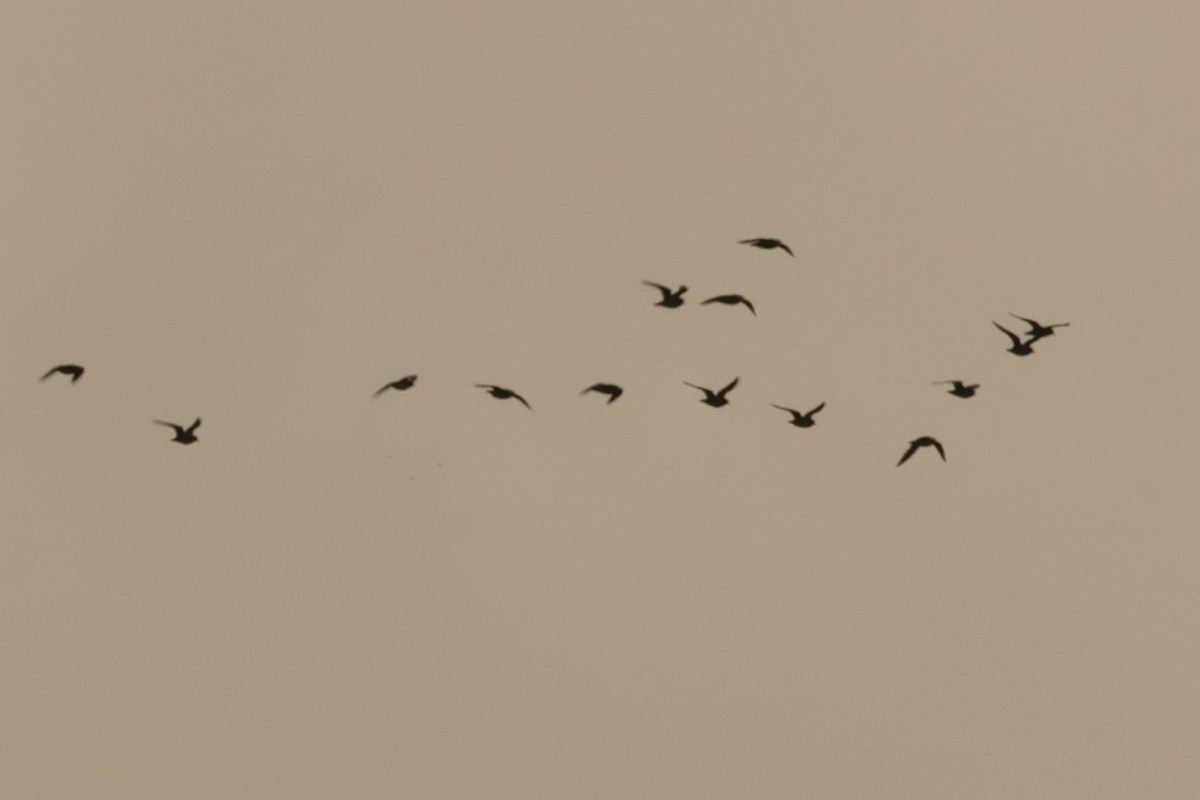 European Golden-Plover - Alexandre Hespanhol Leitão