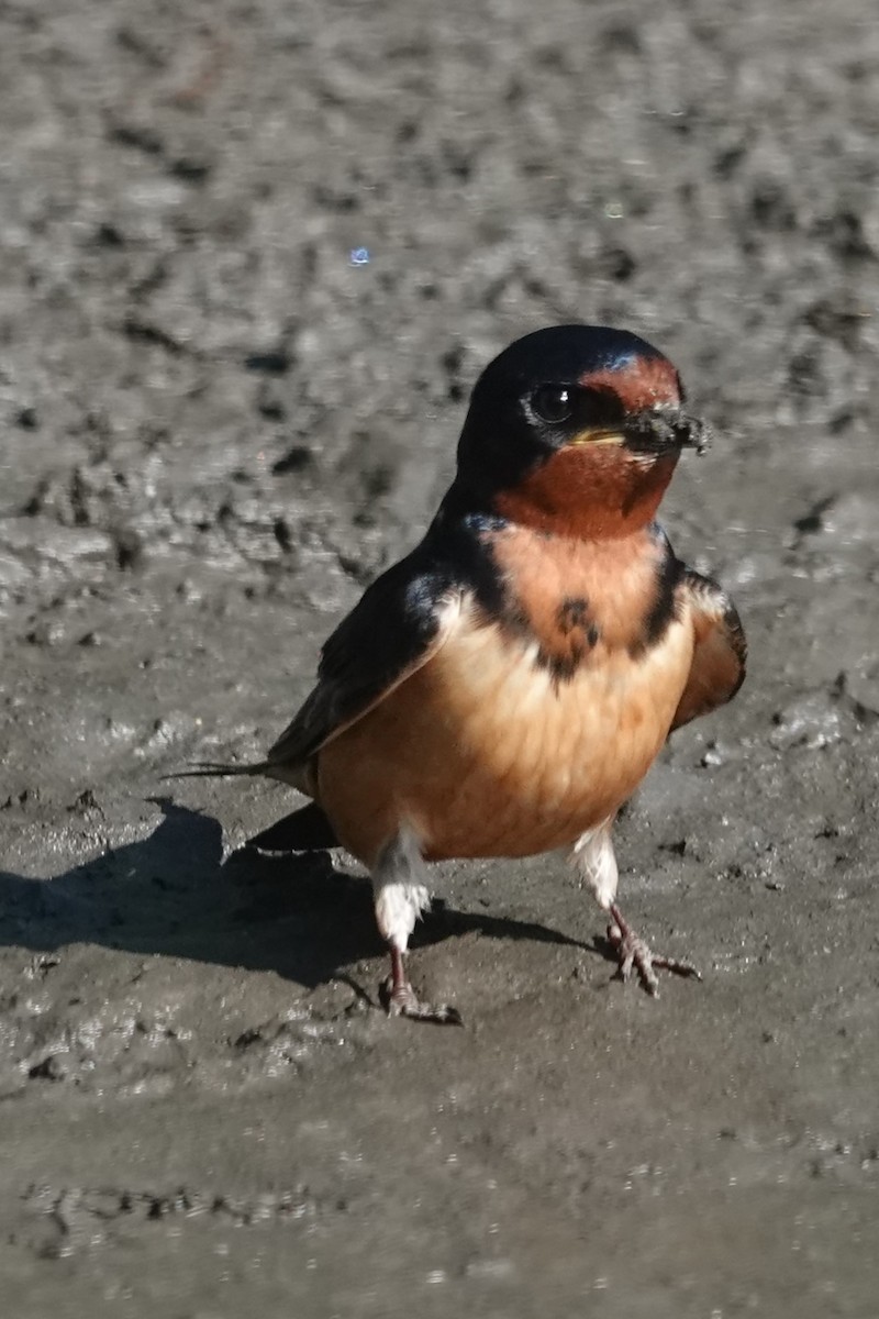 Barn Swallow - Dick Plambeck