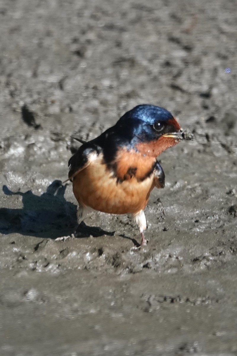 Barn Swallow - Dick Plambeck