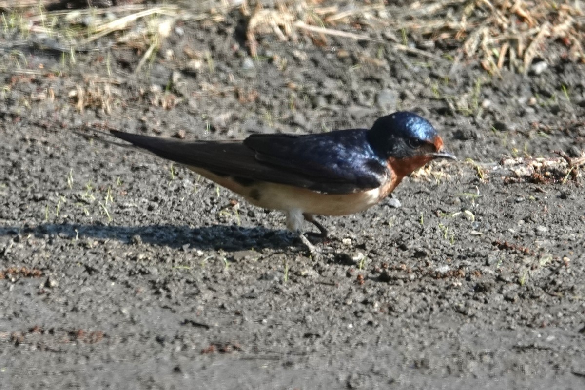 Barn Swallow - Dick Plambeck