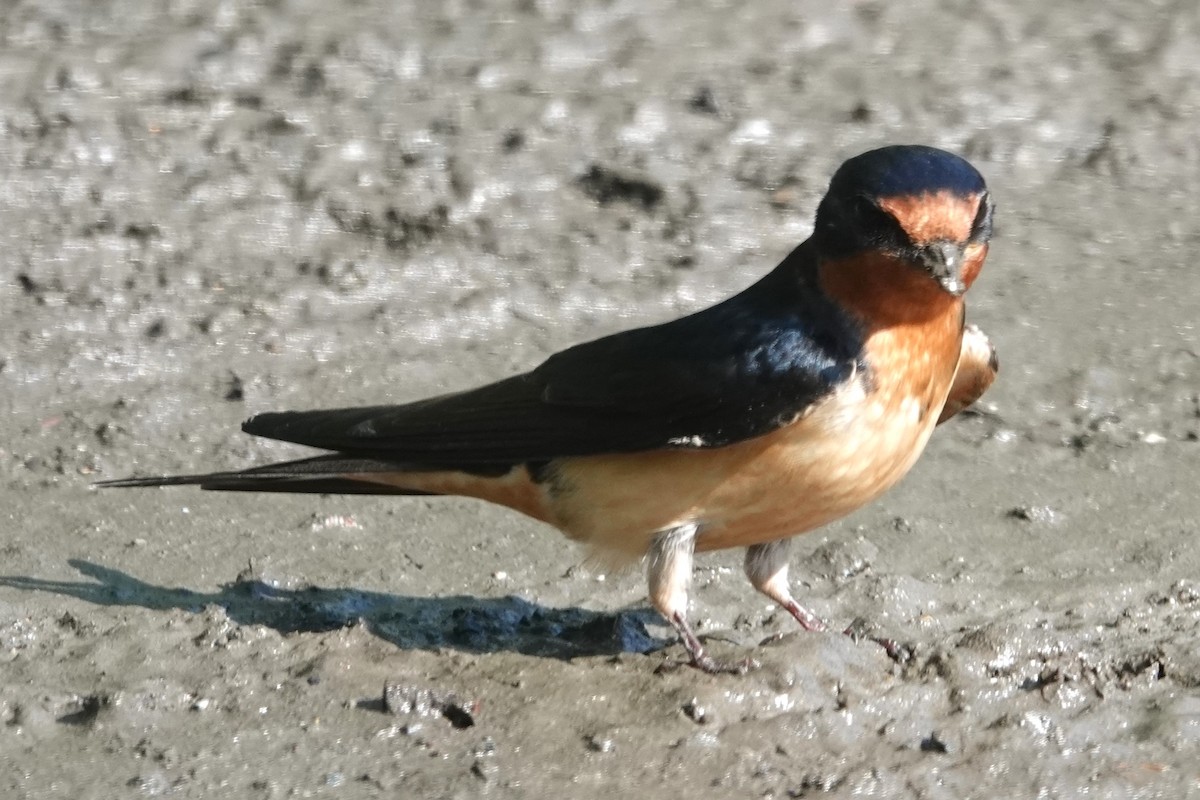 Barn Swallow - Dick Plambeck