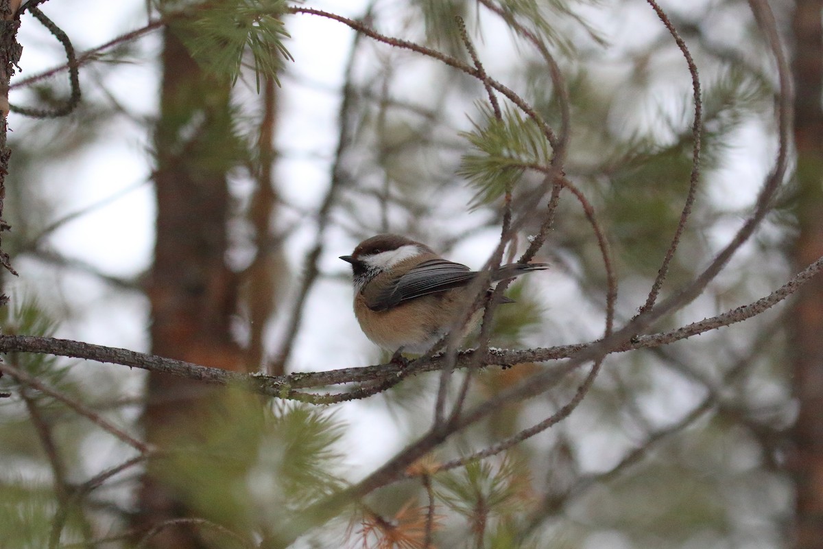 Gray-headed Chickadee - ML618987589