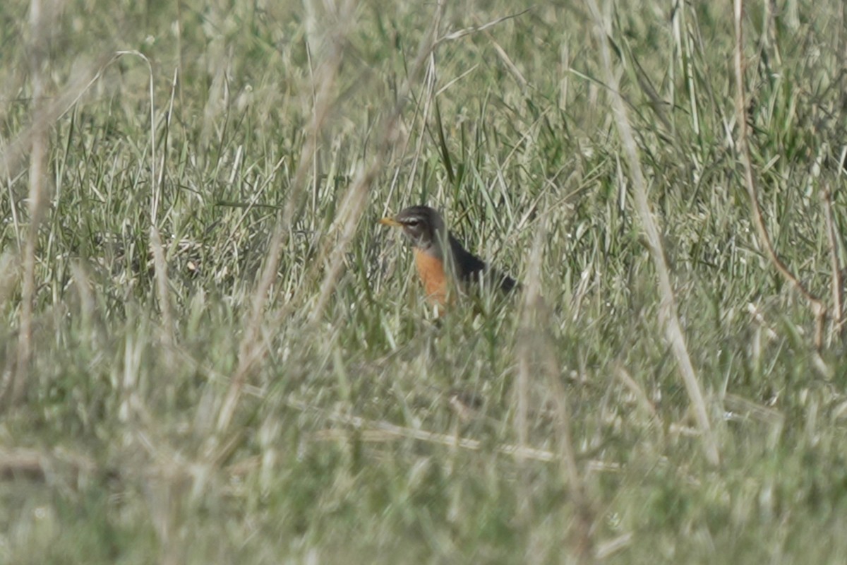 American Robin - Kenny Frisch