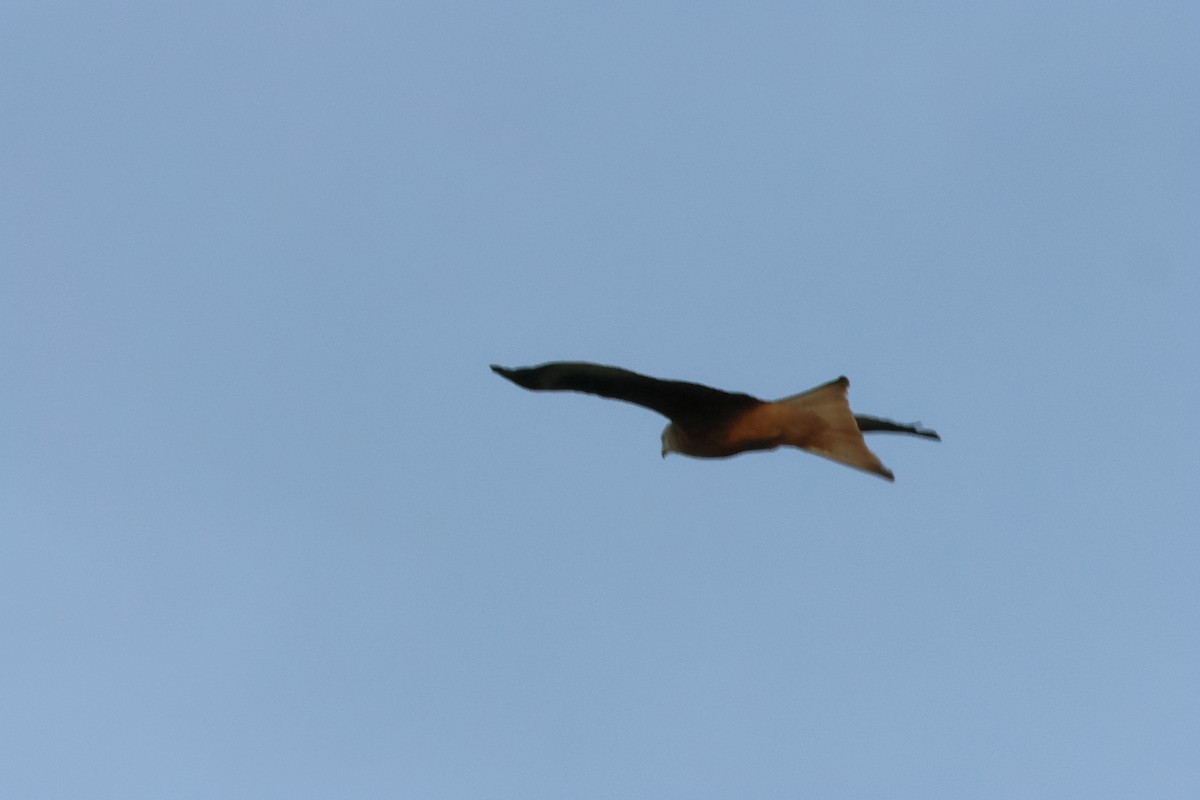 Red Kite - ML618987617