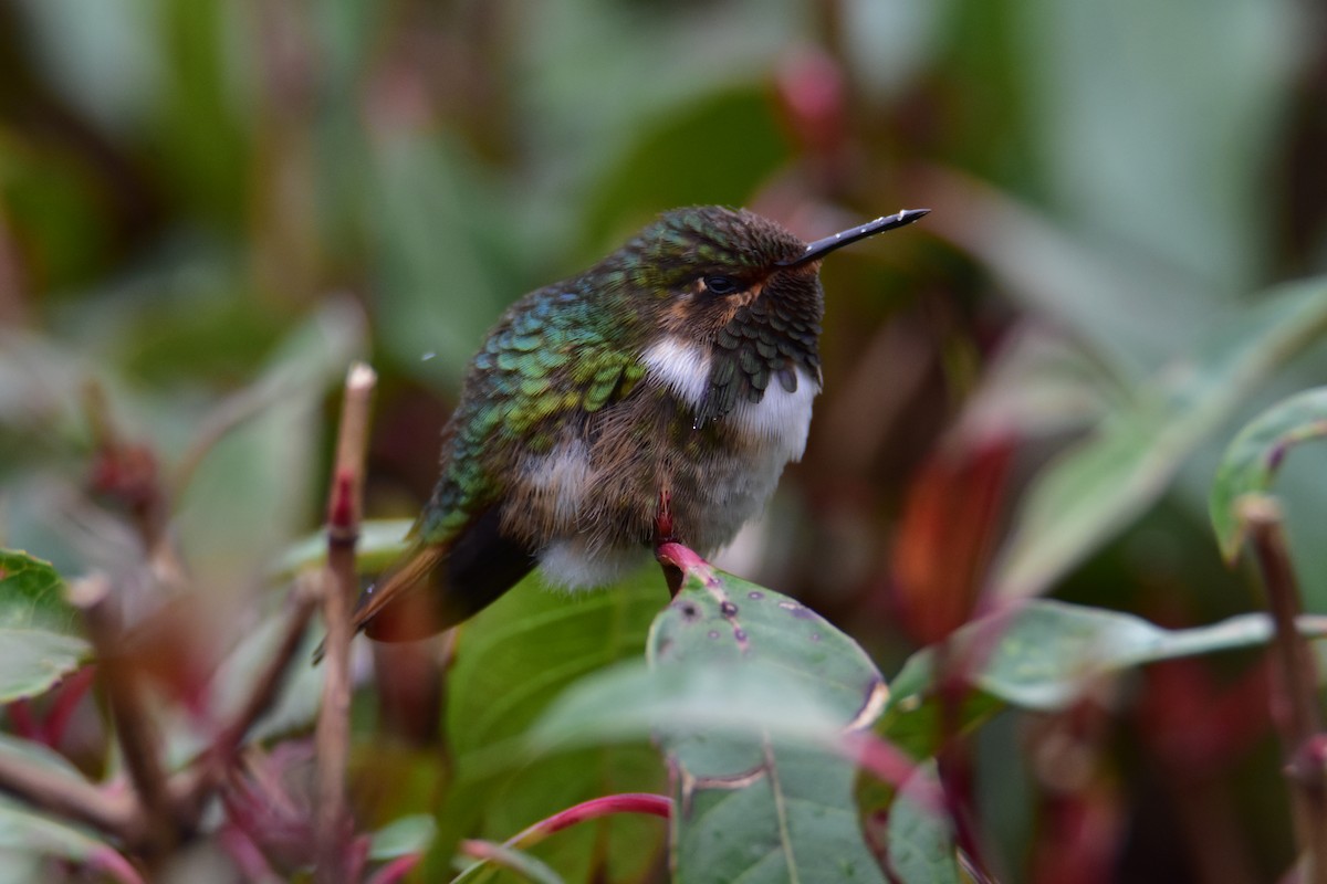 Volcano Hummingbird - Dean Hester