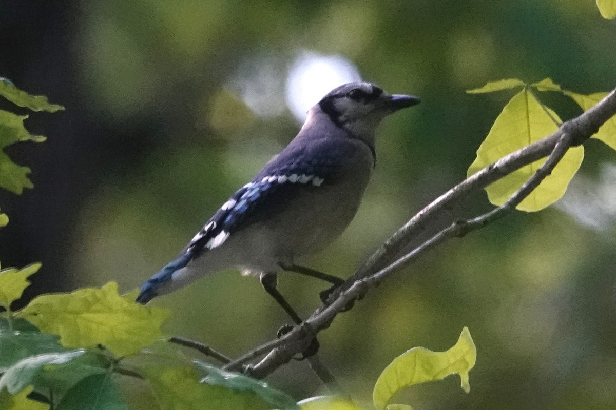 Blue Jay - ML618987626