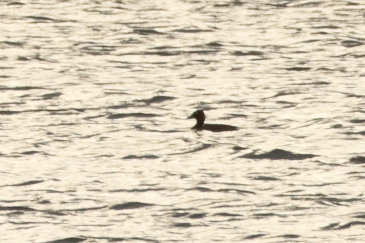 Ferruginous Duck - ML618987655