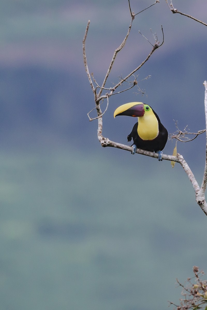 Yellow-throated Toucan - Adrián Alvarado