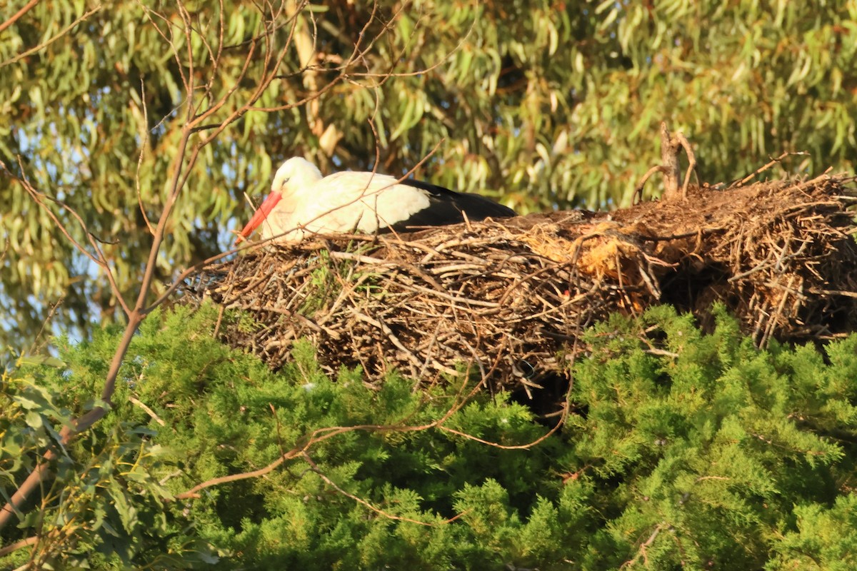 White Stork - ML618987666