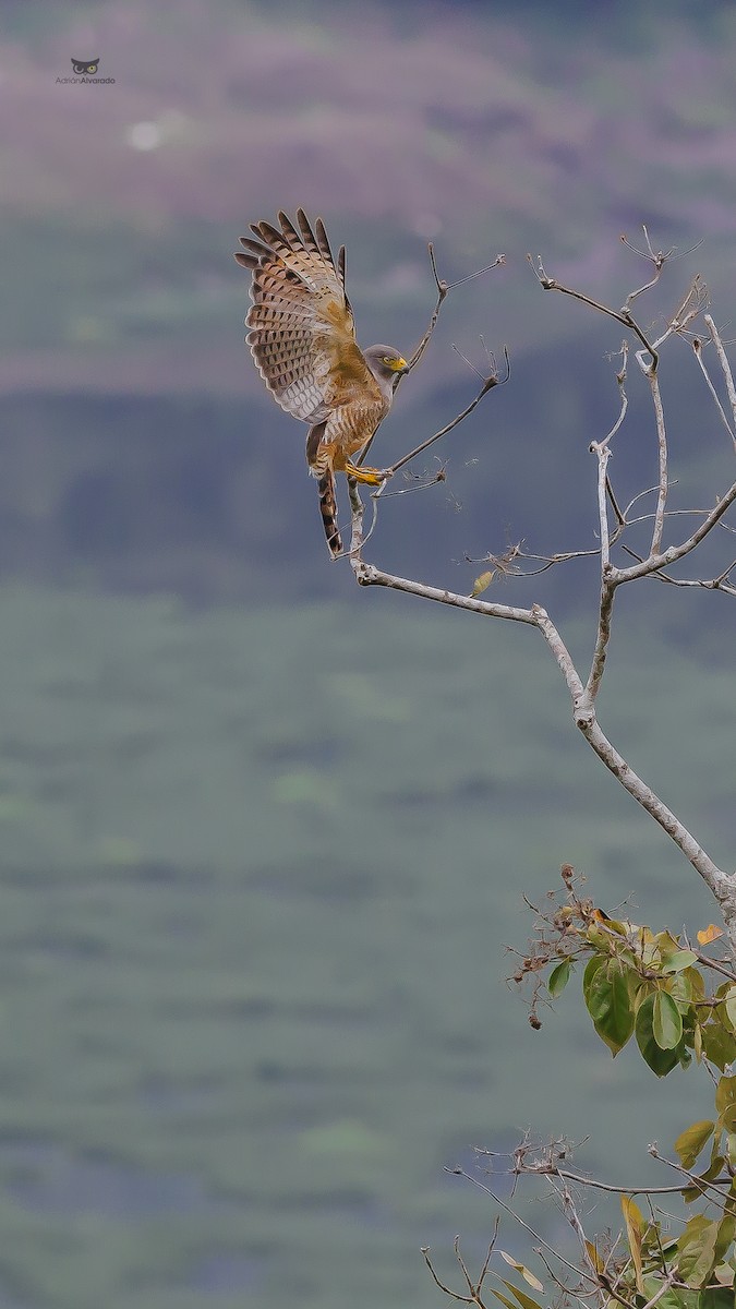 Roadside Hawk - ML618987672