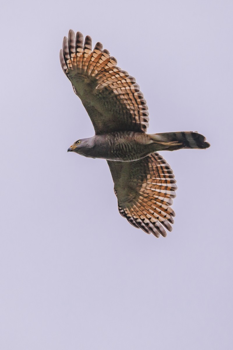 Roadside Hawk - ML618987673