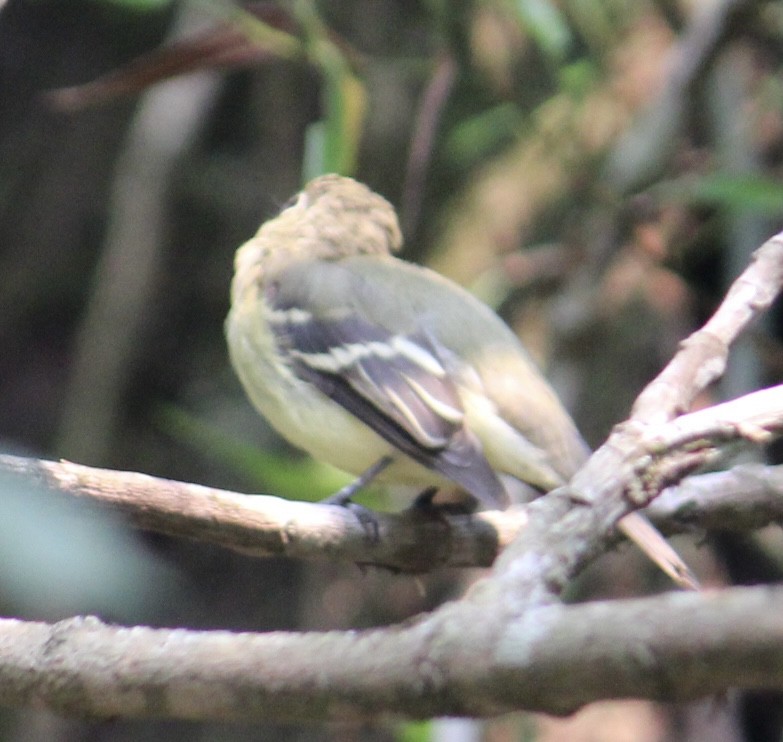 Yellow-bellied Flycatcher - Ana Viera