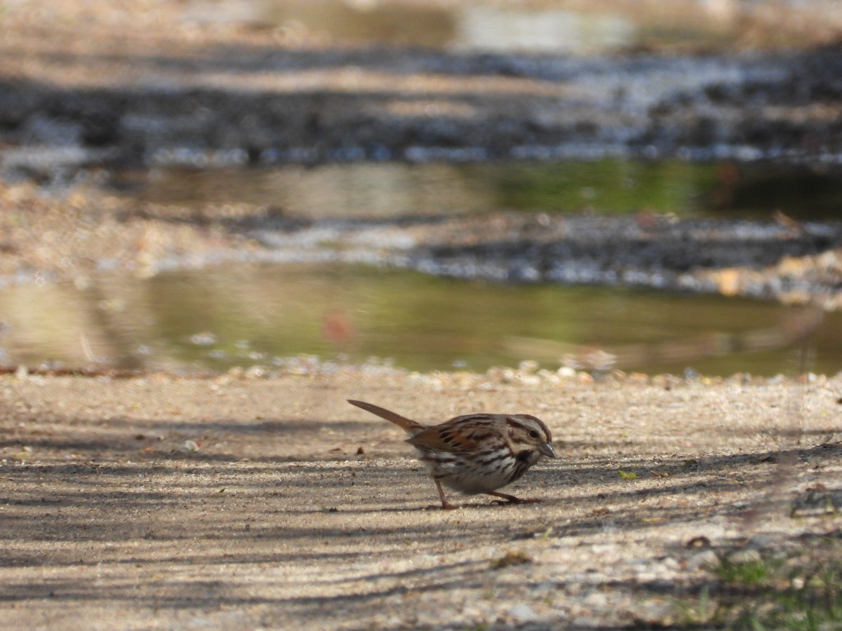 Song Sparrow - ML618987698