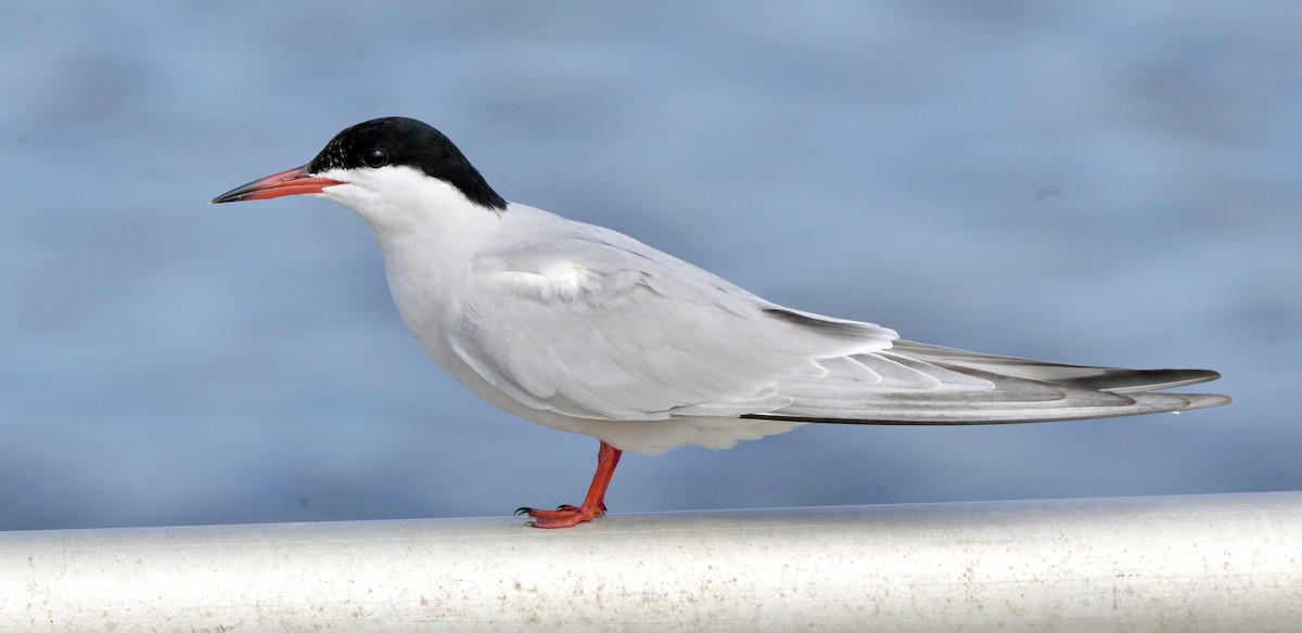 Common Tern - Bill Elrick