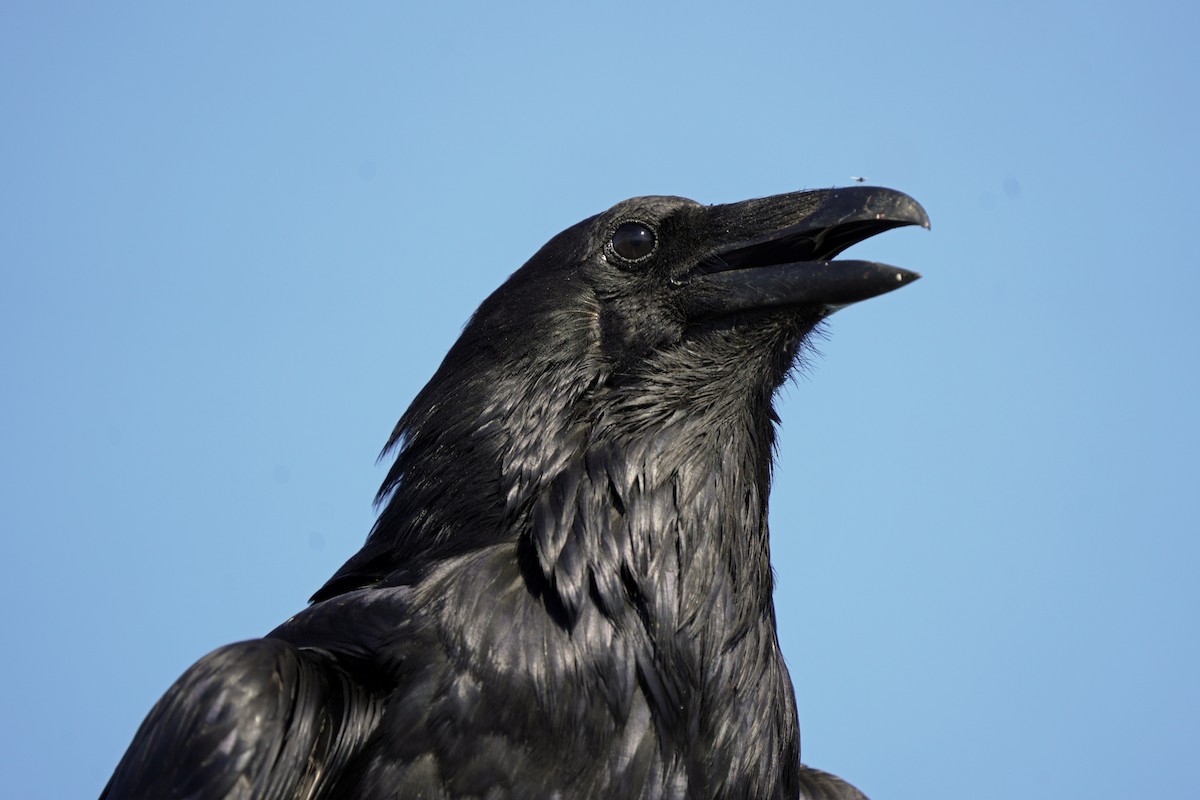 Common Raven - ML618987727