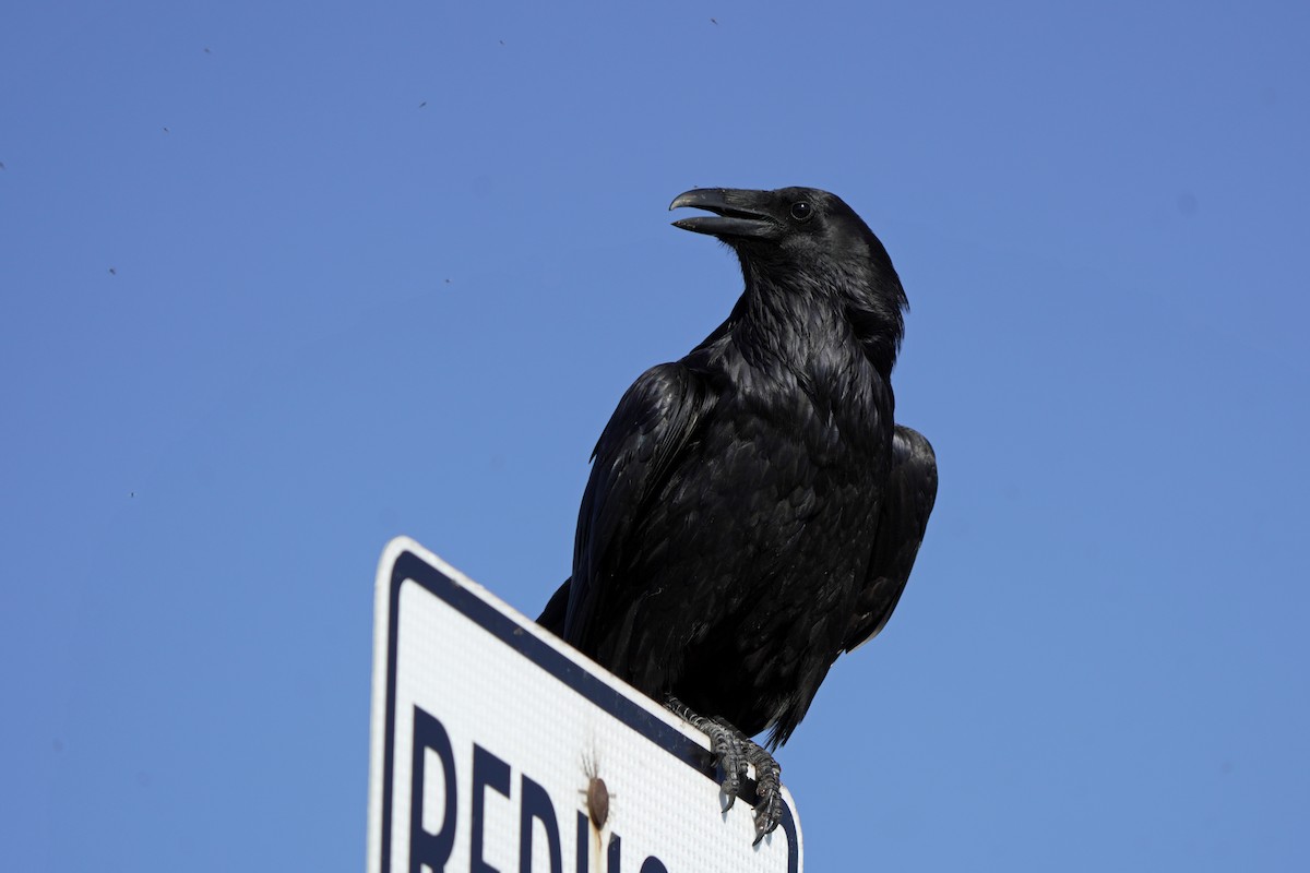 Common Raven - ML618987739