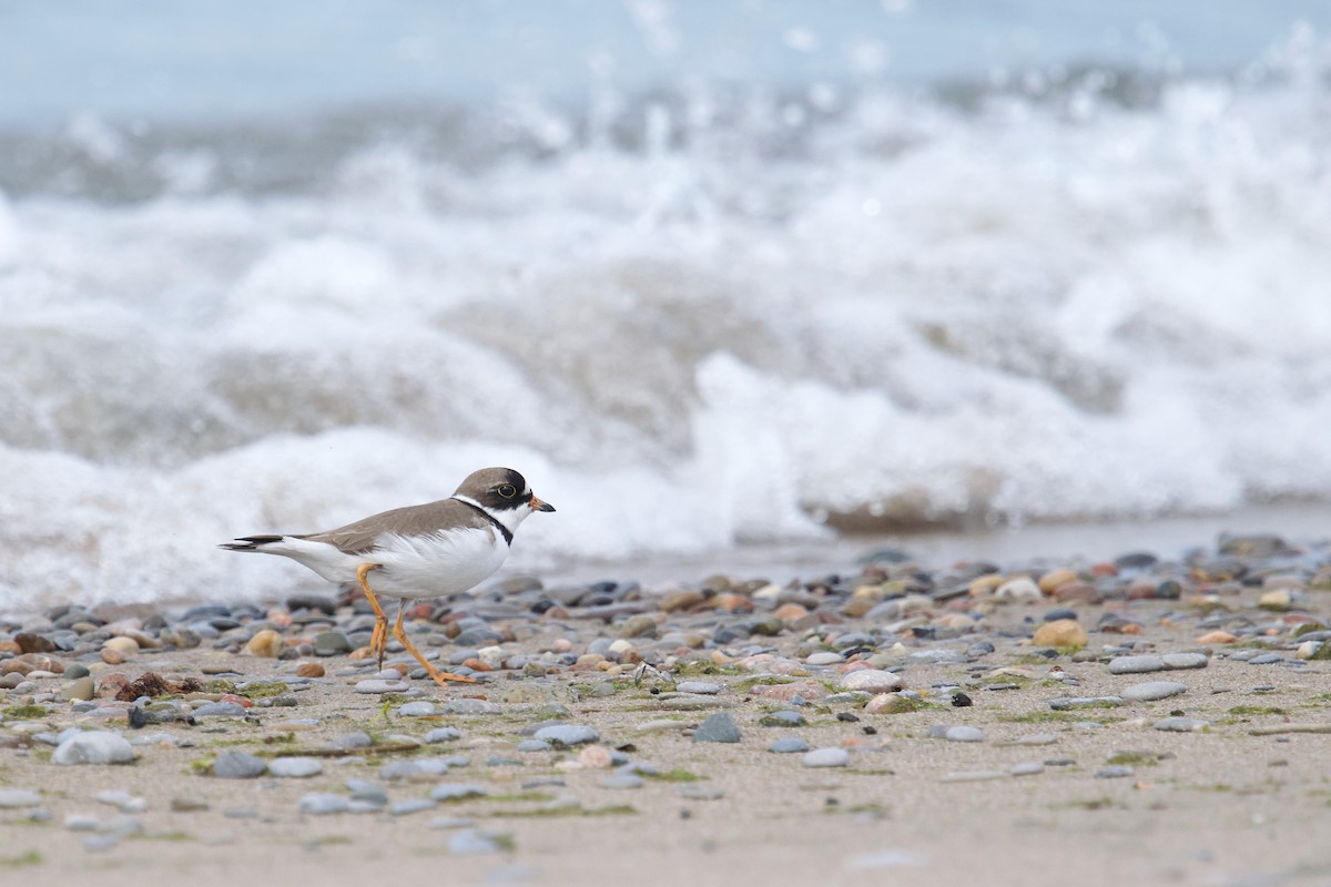 Semipalmated Plover - Owen Strickland