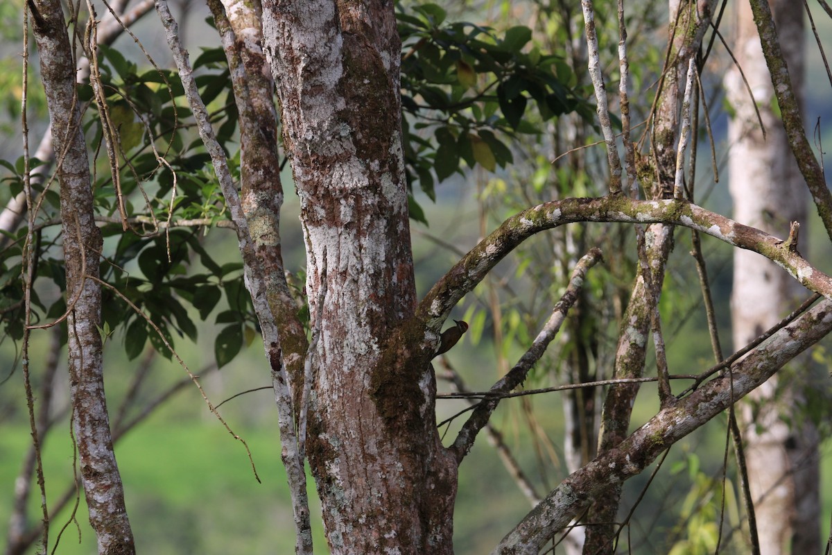 Little Woodpecker - Marcela Calvache Agreda