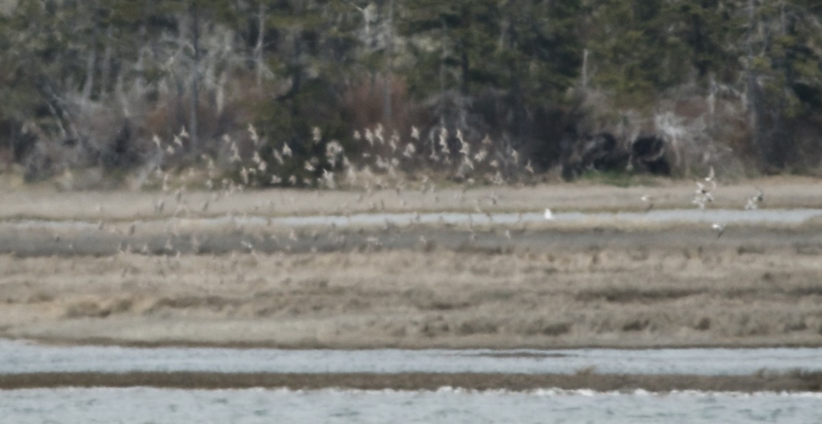 Calidris sp. - Paul Gould