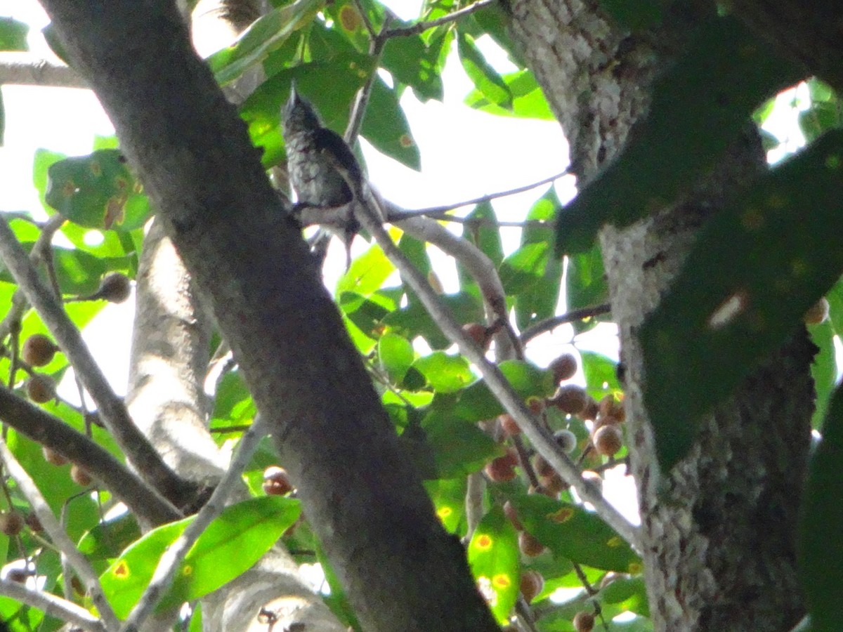Scaled Piculet - ARNOLD RODRIGUEZ