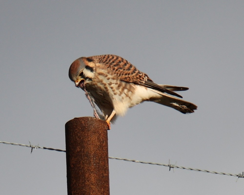 American Kestrel - Linda Dalton