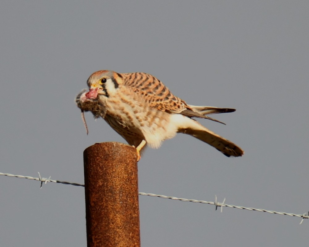 American Kestrel - Linda Dalton