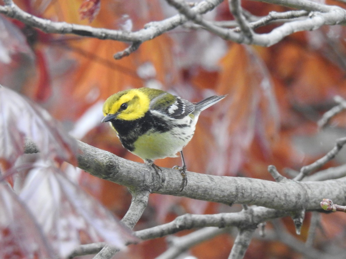 Black-throated Green Warbler - Sean HH