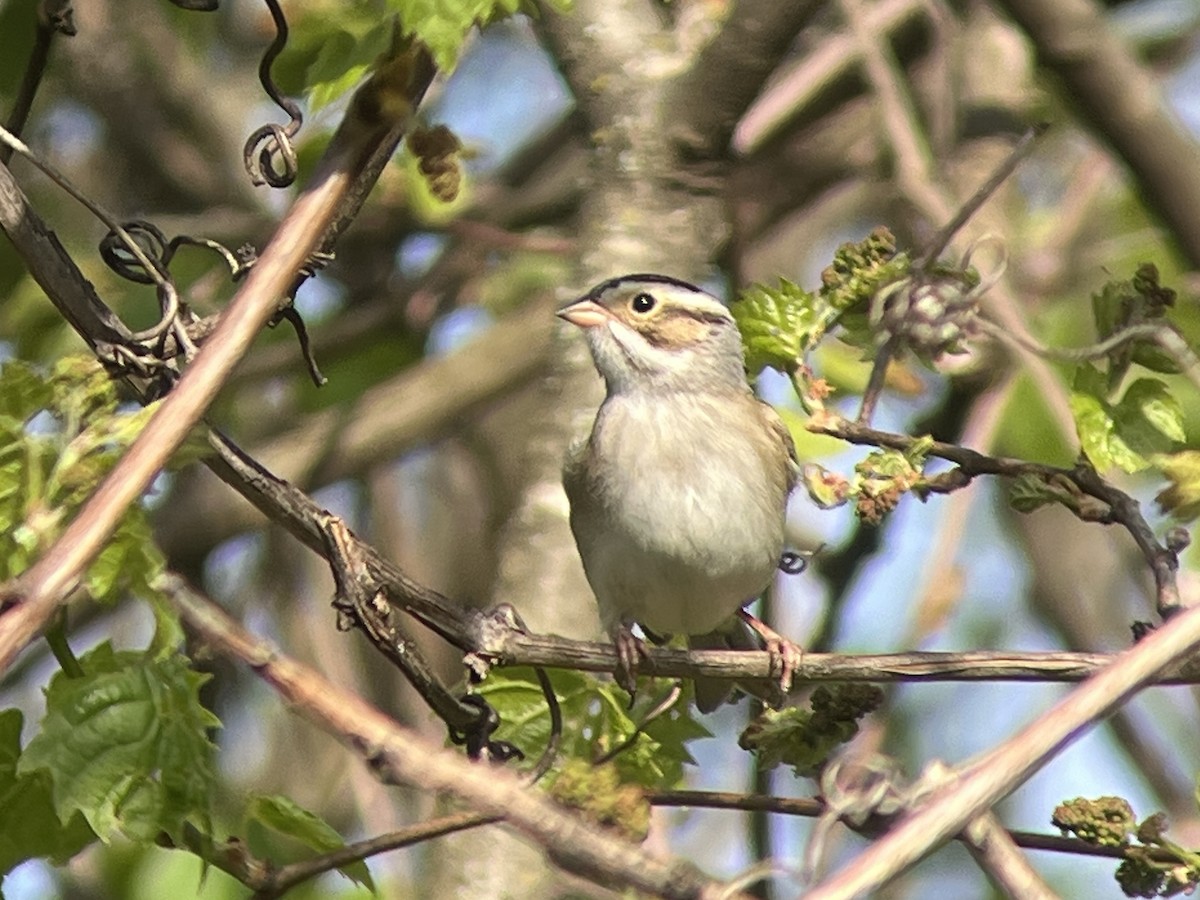 Clay-colored Sparrow - Daryl Bernard