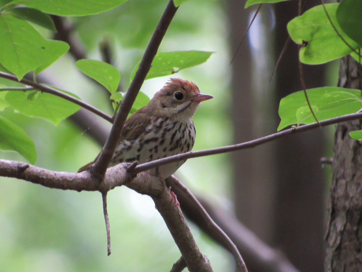 Ovenbird - Timothy Blanchard