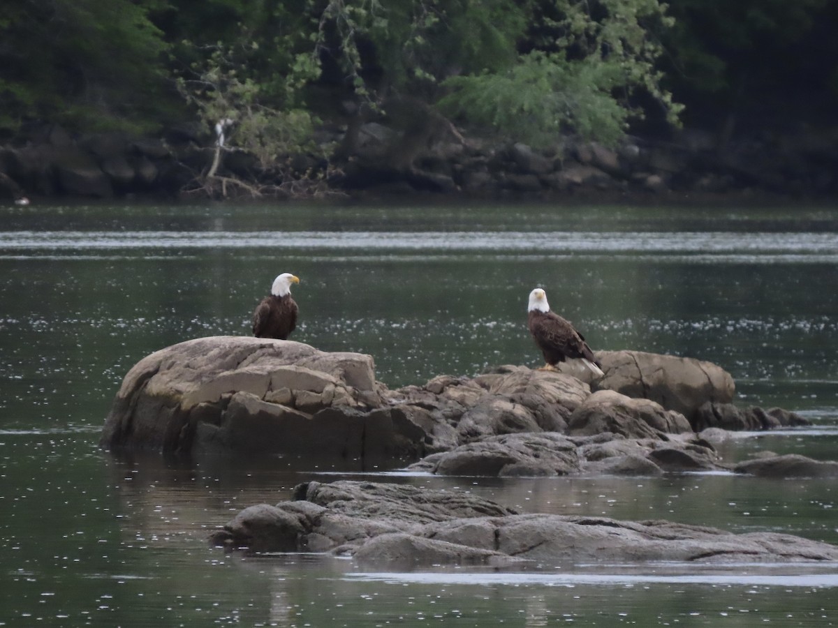 Bald Eagle - Tim Carney