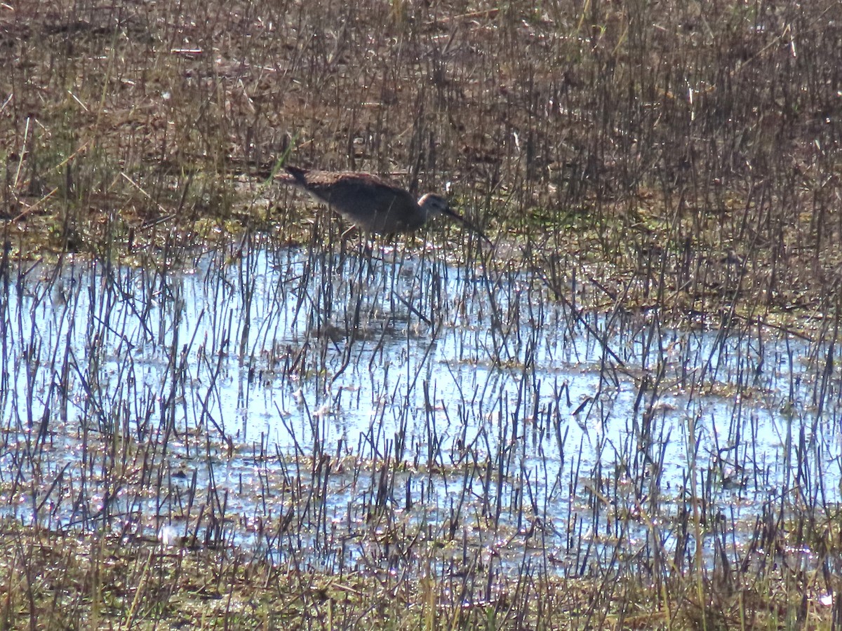 Long-billed Curlew - ML618987922