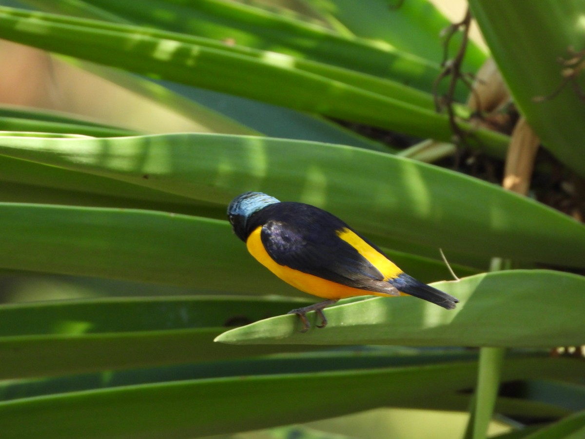 Golden-rumped Euphonia - ML618987928