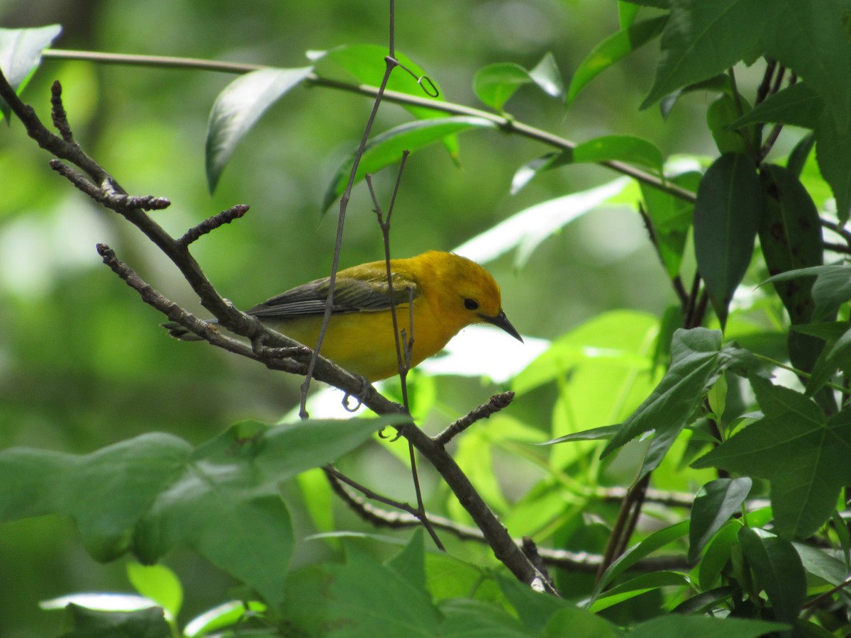 Prothonotary Warbler - Timothy Blanchard