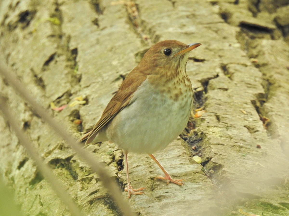 Veery - ML618987940