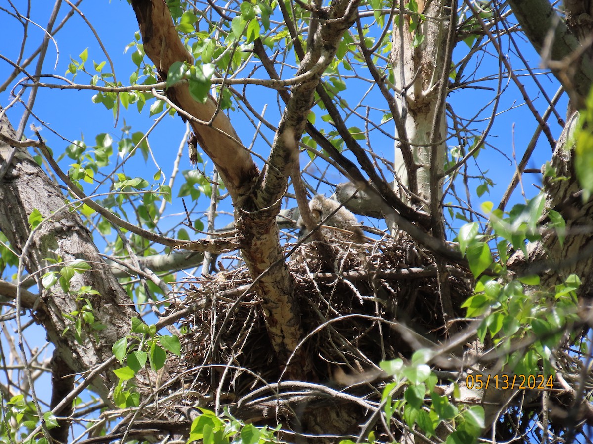 Great Horned Owl - ML618987942