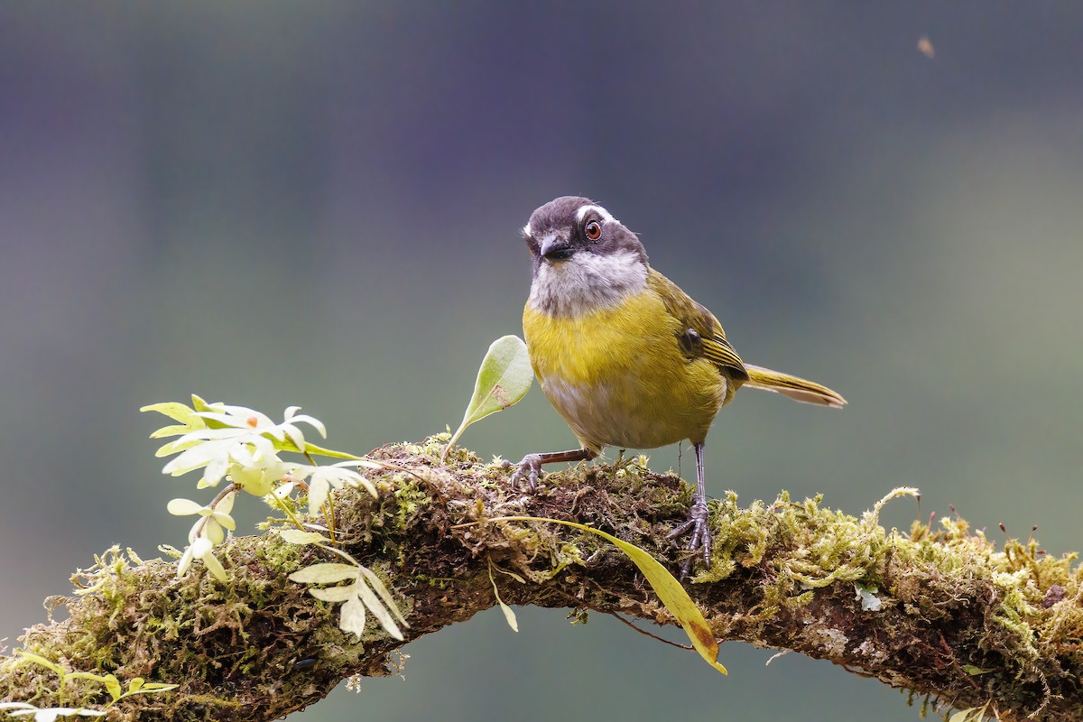 Sooty-capped Chlorospingus - Patricia Davis